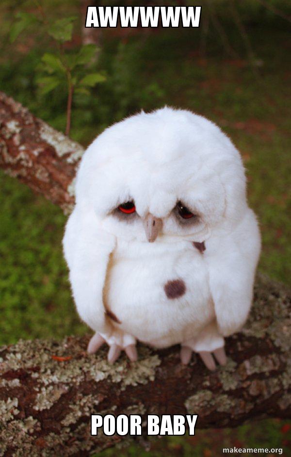 AWWWWW POOR BABY Sad Owl Meme Generator