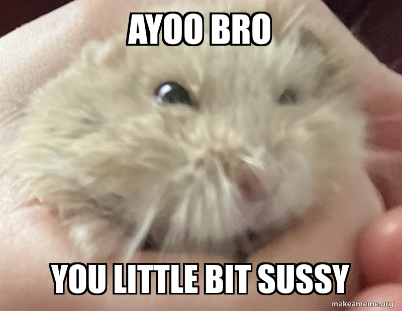 ayoo bro you little bit sussy - sus hampter Meme Generator