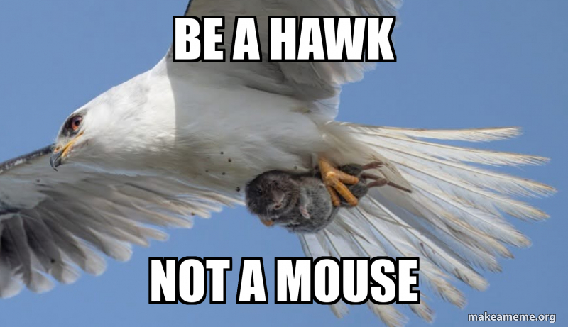 Be A Hawk Not A Mouse Meme Generator be-a-hawk-not-a-mouse-meme-generator