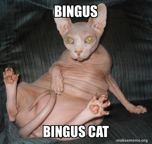 bingus bingus cat - Hairless Cat Meme Generator