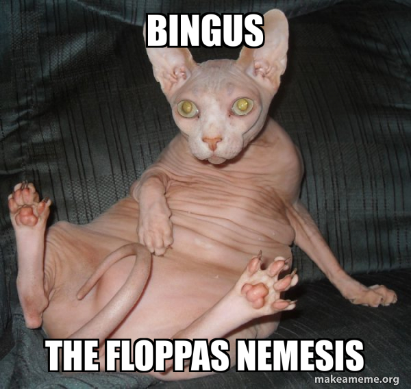 Hairless Cat meme