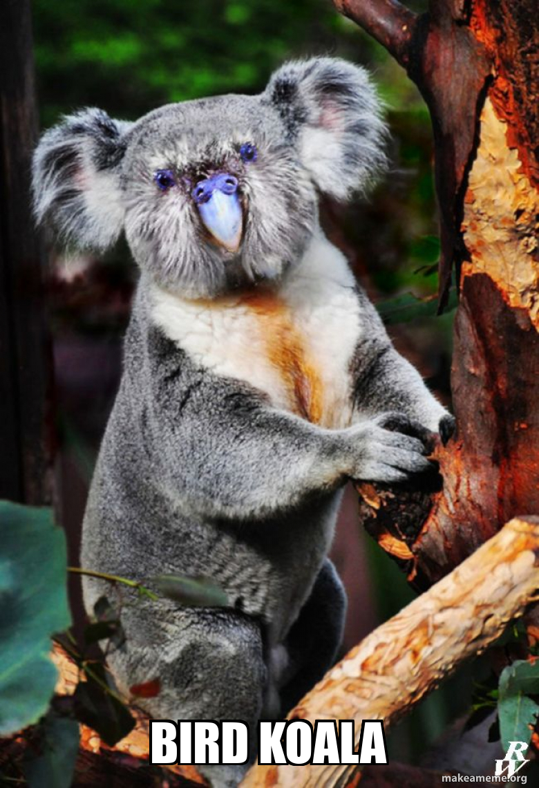 Bird Koala Meme Generator