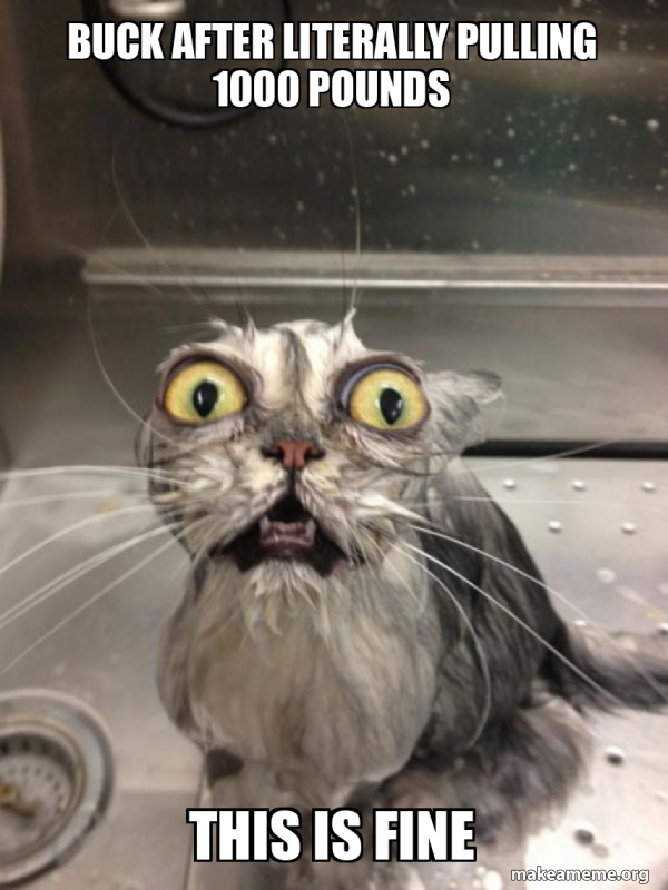 Cat bath meme