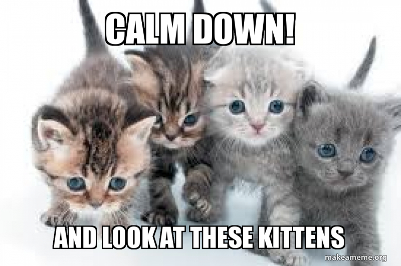 do kittens calm down