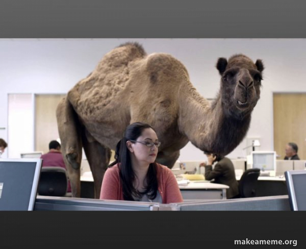 Hump Day Camel meme