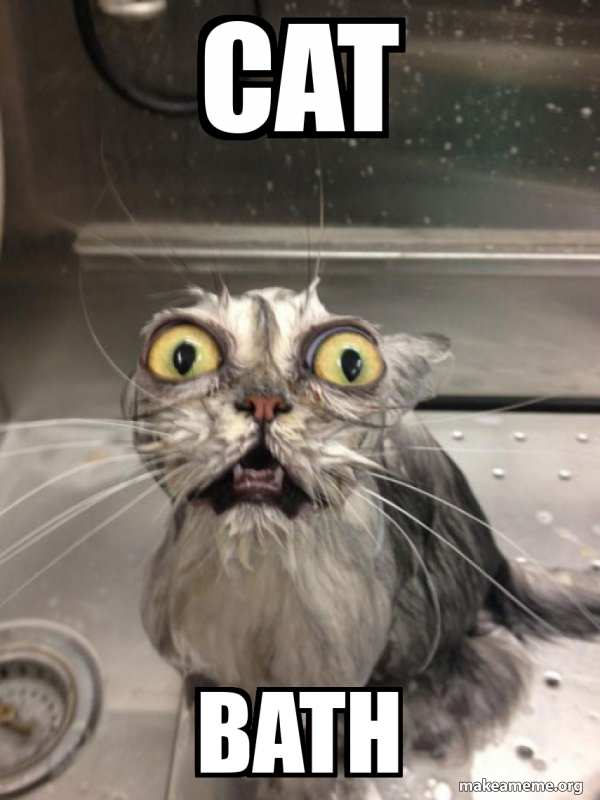 cat bath - Cat bath Meme Generator