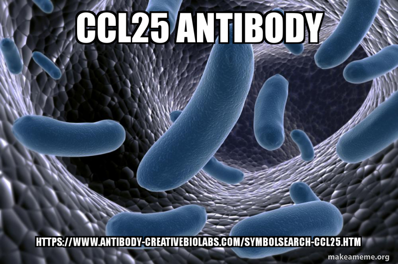 CCL25 antibody