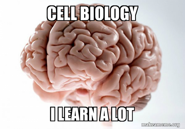 Scumbag Brain meme
