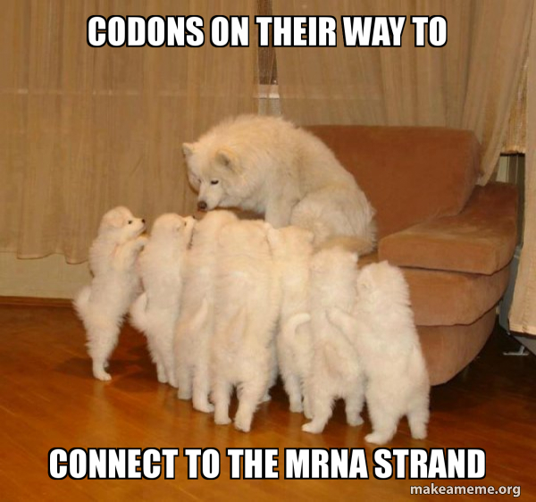 Storytelling Dog meme
