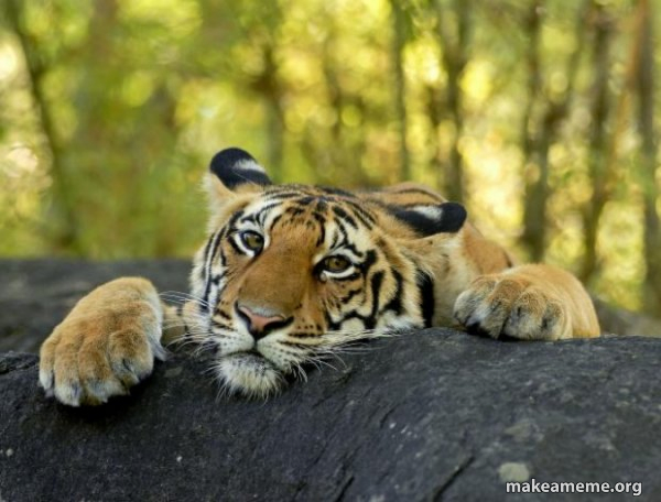 Confession Tiger meme