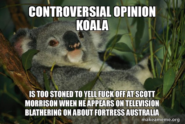 Laid Back Koala meme