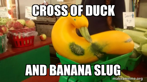 Gourd Advice Mallard meme