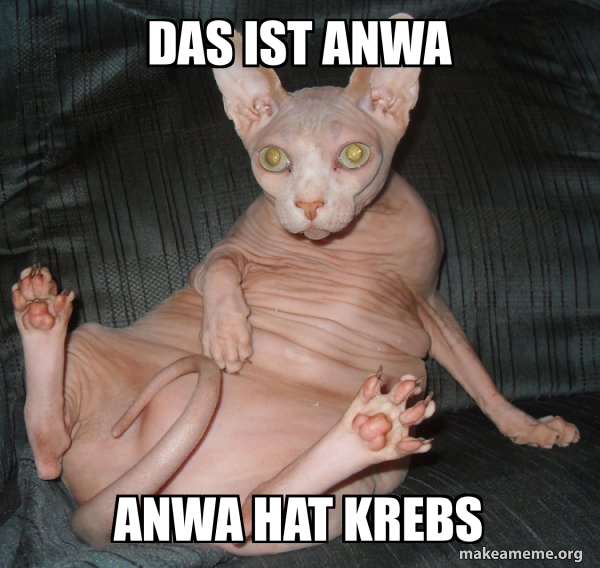 Hairless Cat meme