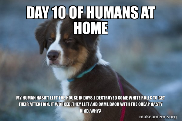 Unsure Dog meme