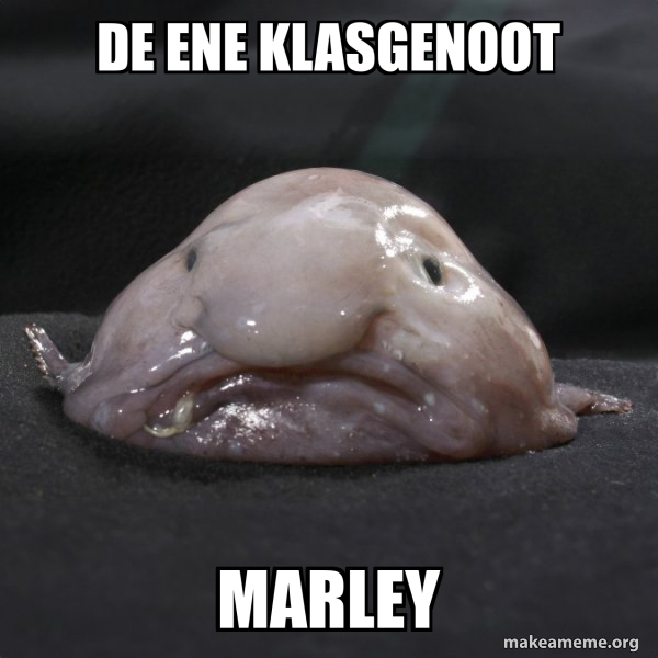 de ene klasgenoot marley Blobfish Meme Generator