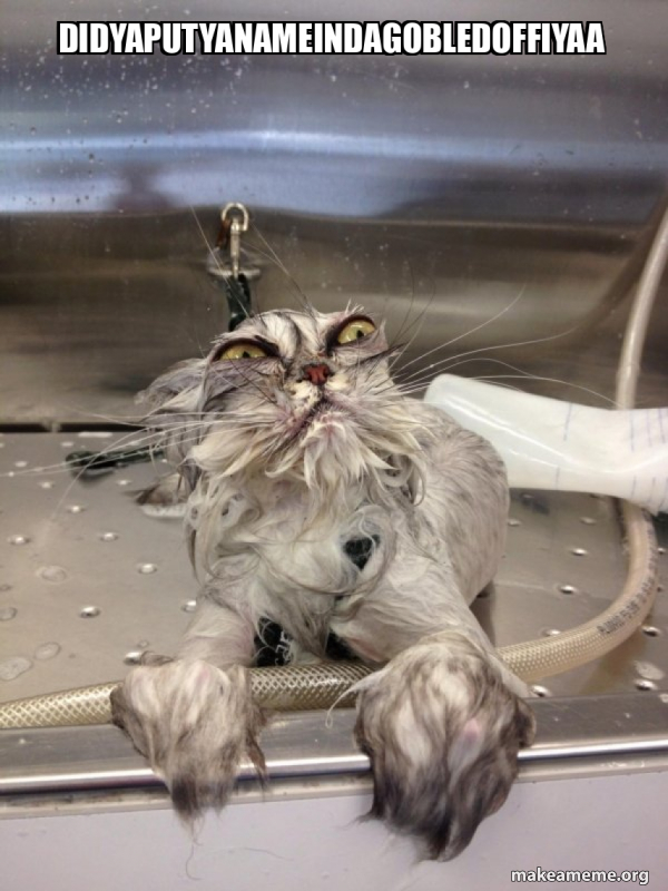 Cat Bath Returns meme