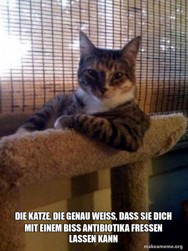 Die Katze, die genau weiß, dass sie dich mit einem Biss Antibiotika fressen lassen kann The