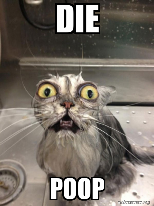 die poop Cat bath Meme Generator