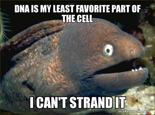 Bad Joke Eel meme