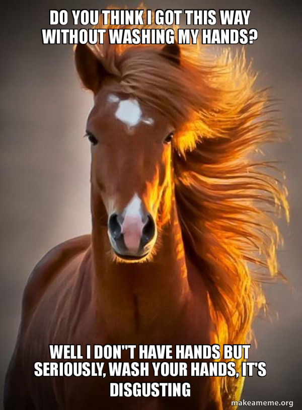 Ridiculously photogenic horse meme