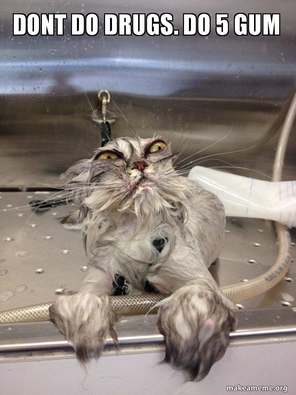 14+ Cat Memes Drugs Factory Memes