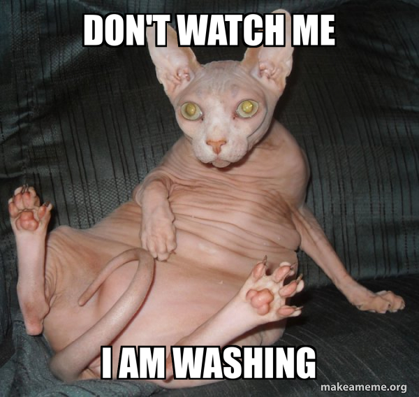 Hairless Cat meme