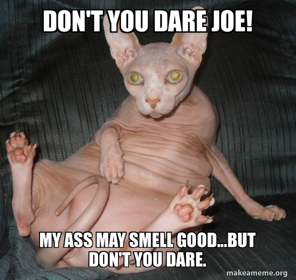 Hairless Cat meme