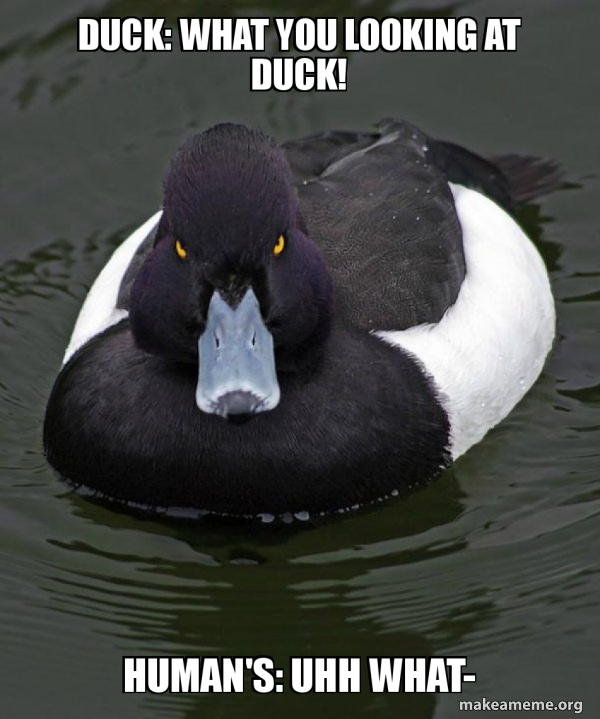 Revenge Duck ( Angry Advice Duck ) meme