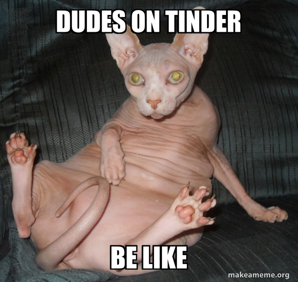 Hairless Cat meme