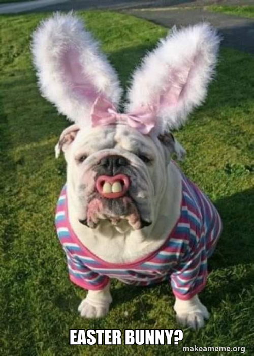 Easter bunny? Meme Generator