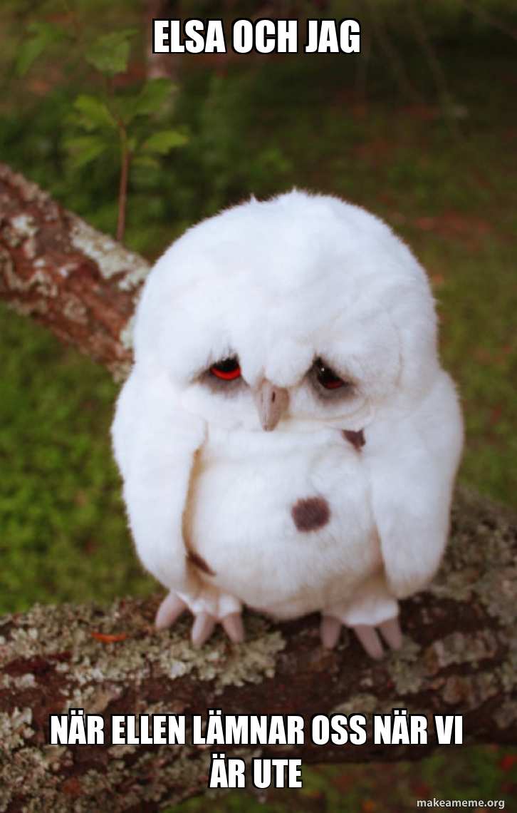 Sad Owl meme