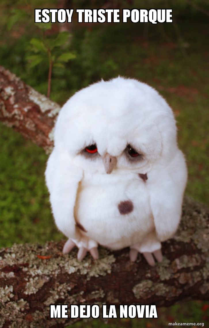 Estoy Triste Porque Me Dejo La Novia Sad Owl Make A Meme