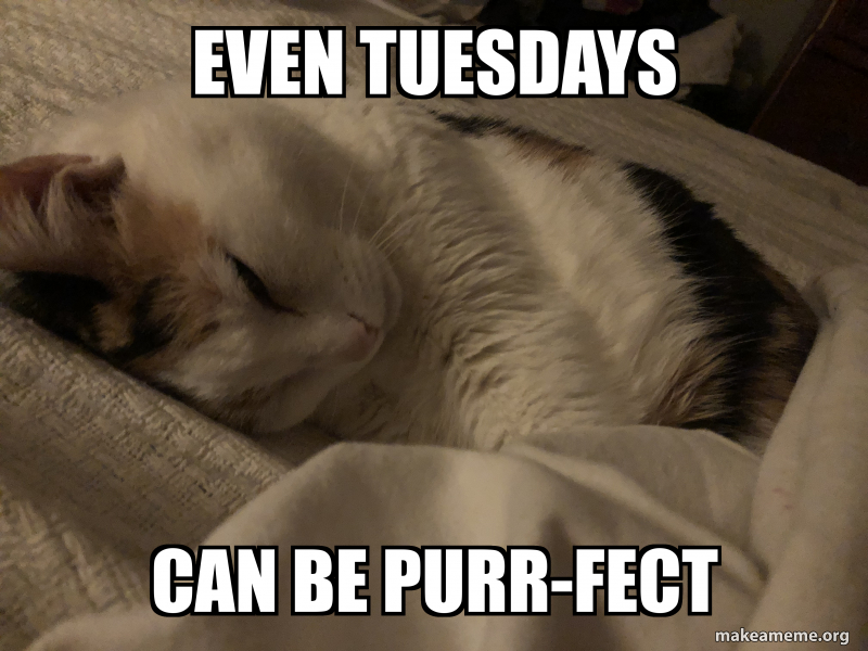 Even tuesdays Can be purr-fect Meme Generator