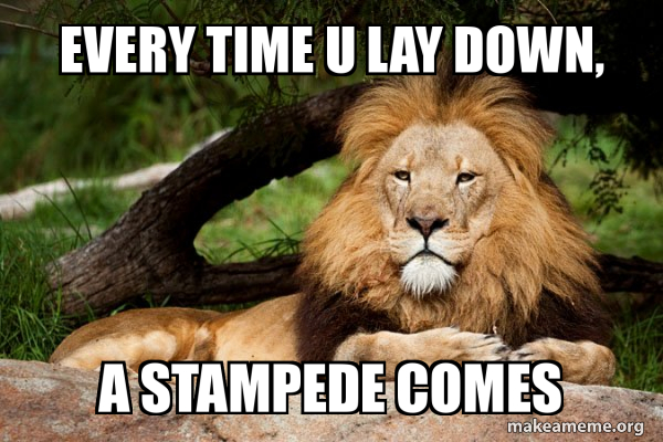 Contemplative Lion meme