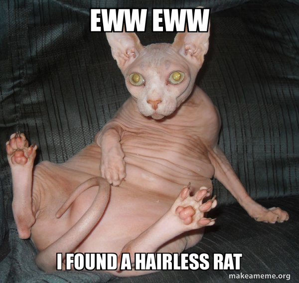 Eww Eww I Found A Hairless Rat Hairless Cat Make A Meme