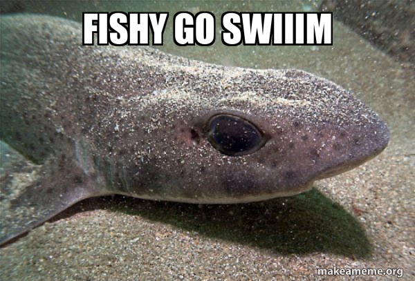 Dirty Joke Dogfish meme