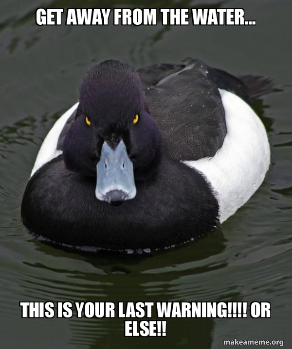 Revenge Duck ( Angry Advice Duck ) meme