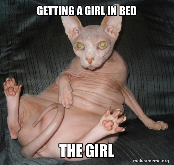 Hairless Cat meme
