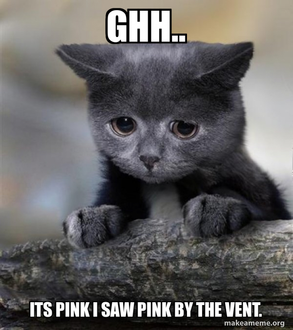 Confession Cat meme