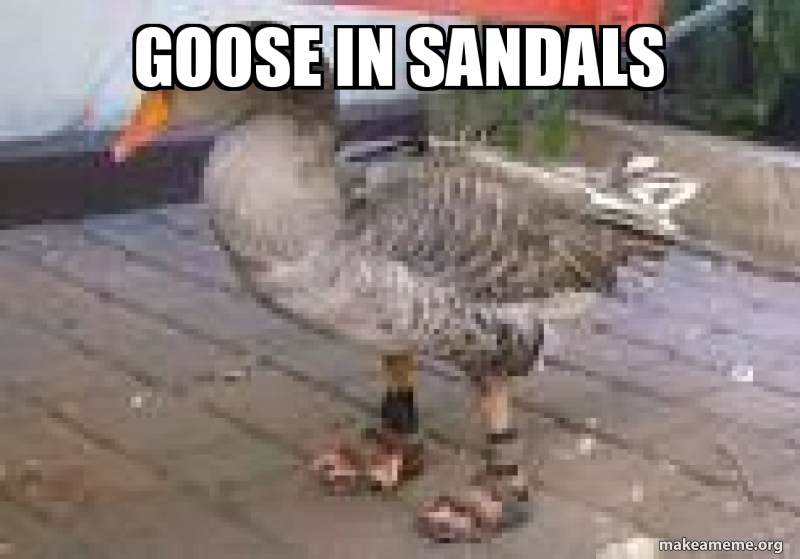 goose sandals