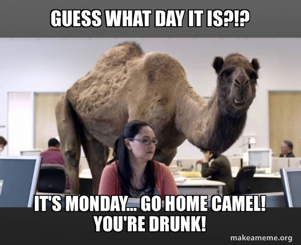 Hump Day Camel meme