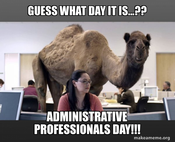 Hump Day Camel meme