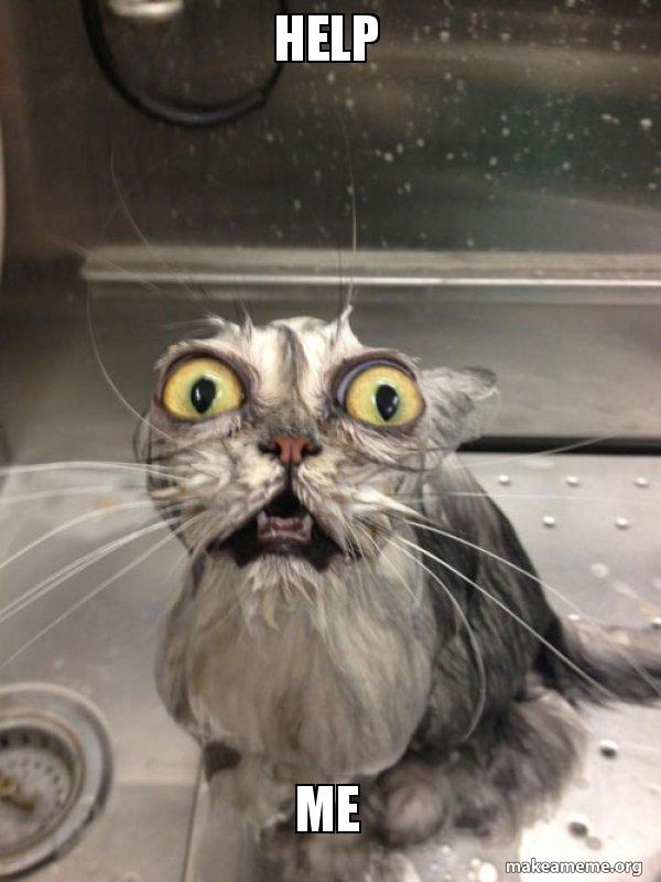 HELP ME - Cat bath Meme Generator