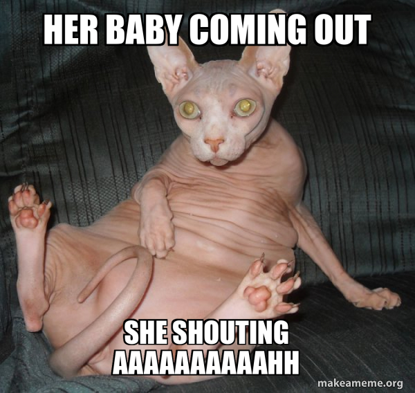 Hairless Cat meme