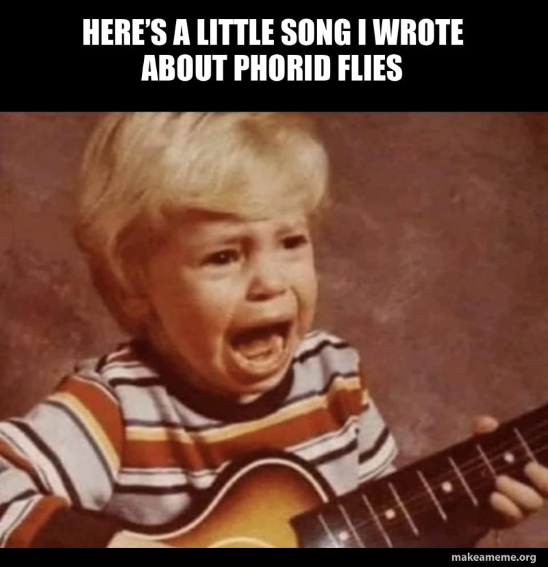 Here's A Little Song I Wrote Oreo Here’s a little song i wrote about phorid flies Meme Generator