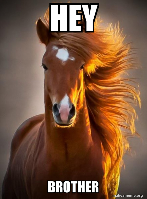 Ridiculously photogenic horse meme