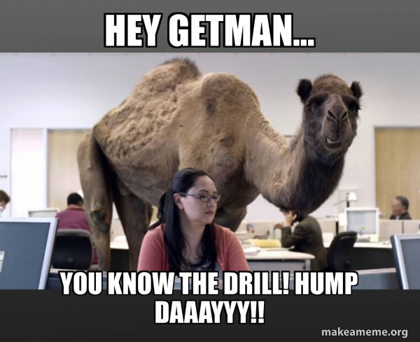 Hump Day Camel meme