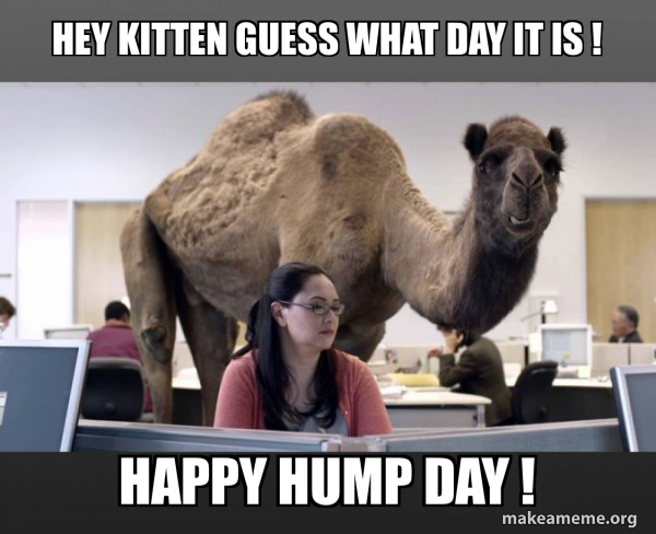 Hump Day Camel meme