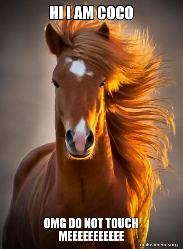 Ridiculously photogenic horse meme