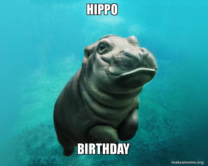 hippo birthday make a meme hippo birthday hippo birthday make a meme